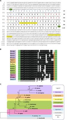 <mark class="highlighted">Galanin</mark> in an Agnathan: Precursor Identification and Localisation of Expression in the Brain of the Sea Lamprey Petromyzon marinus